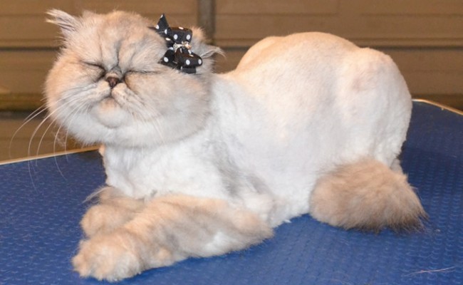 Lewis is a  Female Persian Chinchilla.  She had her fur shaved down, nails clipped and ears and eyes cleaned.  Pampered by Kylies Cat Grooming services Also All Size Dogs.