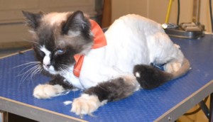 Taj is a Ragdoll. He had his matted fur shaved out, nails clipped, ears cleaned and a wash n blow dry. Pampered by Kylies Cat Grooming Services also all size dogs.