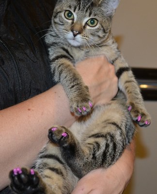 Matilda is a 4 month old Short hair Domestic. She came in for a full set of Purple Softpaw nail caps.(Kitten Size) Pampered by at Kylies Cat Grooming Services also all size dogs.