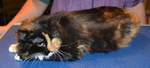 Abby is a Long hair Domestic. She had her fur shaved, nails clipped and ears cleaned. Pampered by Kylies Cat Grooming Services also all size dogs.
