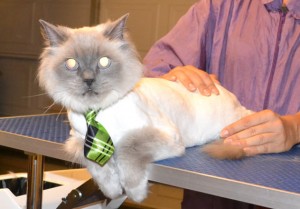 Karma is a 12 yr old Ragdoll. He had his matted fur shaved down, nails clipped and ears cleaned. Pampered by Kylies Cat Grooming Services also all size dogs.