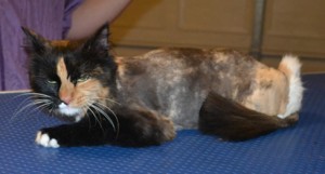 Abby is a Long hair Domestic. She had her fur shaved, nails clipped and ears cleaned. Pampered by Kylies Cat Grooming Services also all size dogs.