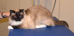 Frankie is a Ragdoll. He had his fur shaved down, nails clipped and ears cleaned. Pampered by at Kylies Cat Grooming Services also all size dogs.