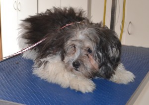 Coco is a 5 mth old Maltese x Shih Tzu. He had a comb clipped, nails clipped, ears and eyes cleaned and a wash n blow dry. Pampered by Kylies Cat Grooming Services also all size dogs.