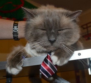 Bucky is a Great Big Birman. He had his fur shaved, nails clipped, ears cleaned and a full set of Glitter Purple Softpaw nail caps. Pampered by Kylies Cat Grooming Services also all size dogs.