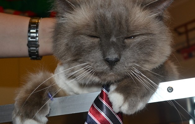 Bucky is a Great Big Birman. He had his fur shaved, nails clipped, ears cleaned and a full set of Glitter Purple Softpaw nail caps.  Pampered by Kylies Cat Grooming Services also all size dogs.