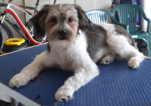 Coco is a 5 mth old Maltese x Shih Tzu. He had a comb clipped, nails clipped, ears and eyes cleaned and a wash n blow dry. Pampered by Kylies Cat Grooming Services also all size dogs.