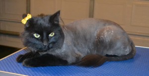 Bella is a Chocolate Ragdoll x Birman. She had her fur shaved down, nails clipped, ears cleaned and a wash n blow dry. Pampered by Kylies Cat Grooming Services also all size dogs.