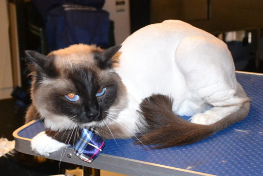Frankie is a Ragdoll. He had his fur shaved down, nails clipped and ears cleaned. Pampered by at Kylies Cat Grooming Services also all size dogs.