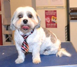 Oscar is a Maltese x Shih Tzu. He had a wash n blow dry, his fur clipped down, nails clipped and ears cleaned. Pampered by Kylies Cat Grooming Services also all size dogs.