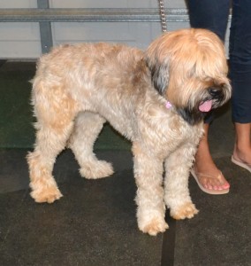 Lilo is a French Briard. She had a her fur raked, wash n blow dry, ears cleaned and her face, legs and tail clipped. Pampered by Kylies Cat Grooming Services also all size dogs.