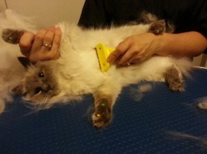 Skittles is a Ragdoll. He had his fur raked, ears cleaned, nails clipped, a wash n blow dry and Multicolored Softpaw nail caps. Pampered by Kylies Cat Grooming Services also all size dogs.