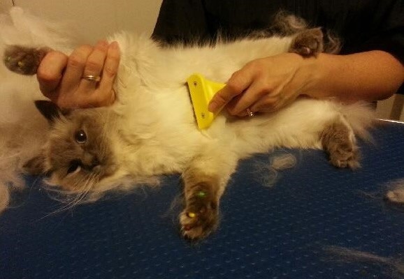 Skittles is a Ragdoll. He had his fur raked, ears cleaned, nails clipped, a wash n blow dry and Multicolored Softpaw nail caps. Pampered by Kylies Cat Grooming Services also all size dogs.