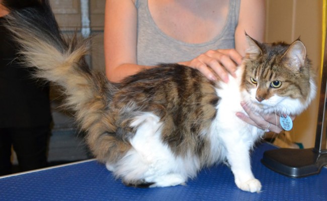 Valentina is a Long Hair Domestic. She had her matted fur shaved off, nails clipped, ears and eyes cleaned and a wash n blow dry.  Pampered by Kylies Cat Grooming Services also all size dogs.