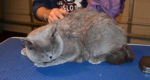 Brutuz is a British Short Hair. He had his matted fur shaved off, nails clipped and ears cleaned. Pampered by Kylies Cat Grooming Services also all size dogs.