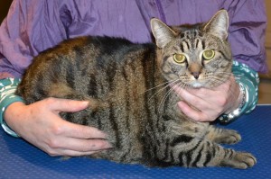 Lottie is a Short Hair Tabby. She had her nails clipped, fur shaved, ears cleaned and a wash n blow dry. Pampered by Kylies Cat Grooming Services also all size dogs.