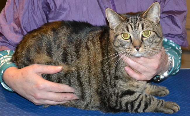 Lottie is a Short Hair Tabby. She had her nails clipped, fur shaved, ears cleaned and a wash n blow dry. Pampered by Kylies Cat Grooming Services also all size dogs.