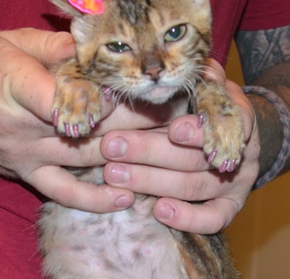 Boston is a 14 week Bengal Kitten. She had a wash n blow dry, her nails clipped, ears cleaned and some Glitter Pink Softpaw Nail caps. Pampered by Kylies Cat Grooming Services also all size dogs.