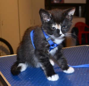 Lilly is a 9 week old Medium Hair Kitten. She had her nails clipped, ears cleaned and bottom clipped. Isn't she cute in her little walking harness! Pampered by Kylies Cat Grooming Services also all size dogs.