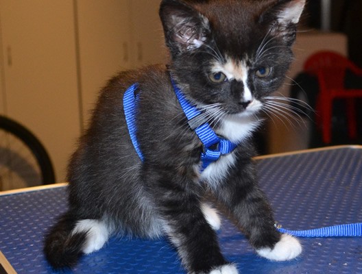 Lilly is a 9 week old Medium Hair Kitten. She had her nails clipped, ears cleaned and bottom clipped.  Isn’t she cute in her little walking harness! Pampered by Kylies Cat Grooming Services also all size dogs.