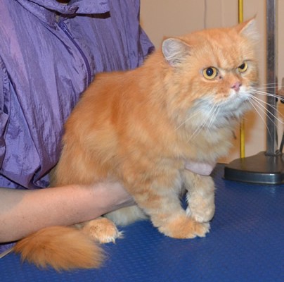 Huxley is a Persian. He had his fur shaved down, nails clipped, ears and eyes cleaned and a wash n blow dry. Pampered by Kylies Cat Grooming Services also all size dogs.