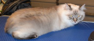Brax is a Ragdoll. He had his fur shaved down, nails clipped, ears cleaned and a wash n blow dry. Pampered by Kylies Cat Grooming Services also all size dogs.