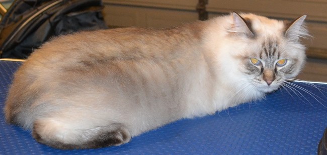 Brax is a Ragdoll. He had his fur shaved down, nails clipped, ears cleaned and a wash n blow dry. Pampered by Kylies Cat Grooming Services also all size dogs.