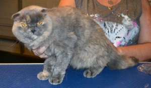 Bonnee is a Scottish Fold. She had her very thick fur shaved down, nails clipped and ears cleaned. Pampered by Kylies Cat Grooming Services also all size dogs.