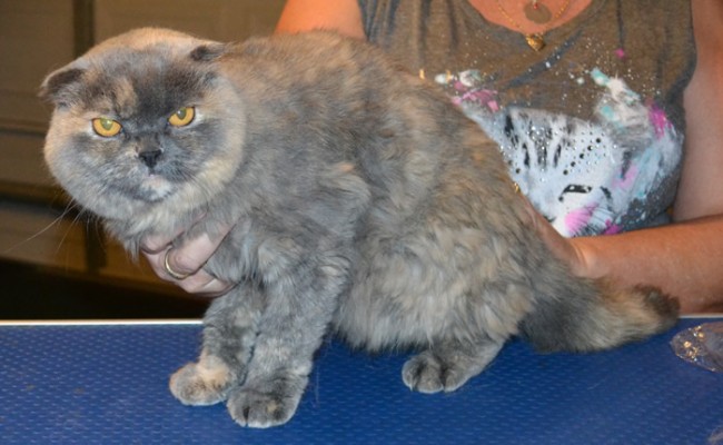 Bonnee is a Scottish Fold. She had her very thick fur shaved down, nails clipped and ears cleaned. Pampered by Kylies Cat Grooming Services also all size dogs.