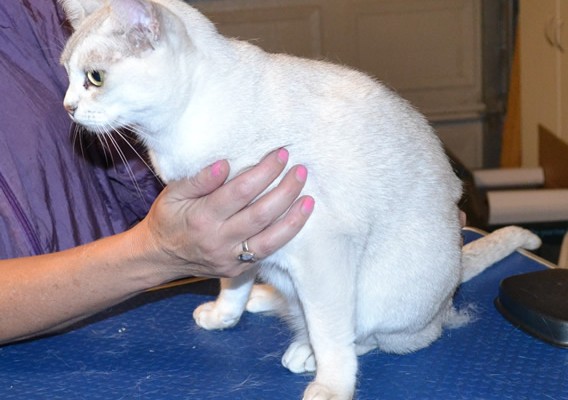 Fifi is a Burmilla. She had her fur shaved down, nails clipped and ears and eyes cleaned. Pampered by Kylies Cat Grooming Services also all size dogs.