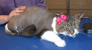 Booby is a Medium Hair Domestic. She had her matted fur shaved down, nails clipped ,ears cleaned and a wash n blow dry. Pampered by Kylies Cat Grooming Services also all size dogs.