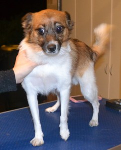 Qru Qru is a Chihuahua x Papillion) He has his fur clipped short, nails clipped, ears cleaned and a wash n blow dry. Pampered by Kylies Cat Grooming Services also all size dogs.
