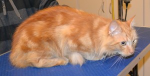 Garfield is a Long hair Domestic. He has his fur shaved down, nails clipped, ears cleaned and a wash n blow dry. Pampered by Kylies Cat Grooming Services also all size dogs.