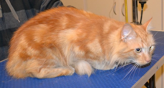Garfield is a Long hair Domestic. He has his fur shaved down, nails clipped, ears cleaned and a wash n blow dry. Pampered by Kylies Cat Grooming Services also all size dogs.