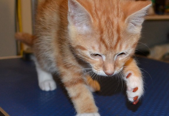 Alfie is a 13 week old Ragdoll x Orange Tabby. He came in for some Brown kitten size Softpaw nail caps.  Pampered by Kylies Cat Grooming Services also all size dogs.