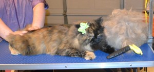 Paisley is a Persian x Ragdoll. She had her nails clipped, fur raked, ears and eyes cleaned and a wash n blow dry . Pampered by Kylies Cat Grooming Services also all size dogs.