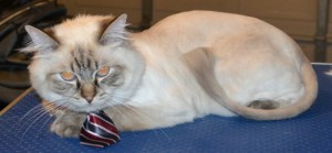 Brax is a Ragdoll. He had his fur shaved down, nails clipped, ears cleaned and a wash n blow dry. Pampered by Kylies Cat Grooming Services also all size dogs.