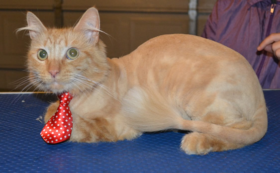 Garfield is a Long hair Domestic. He has his fur shaved down, nails clipped, ears cleaned and a wash n blow dry. Pampered by Kylies Cat Grooming Services also all size dogs.