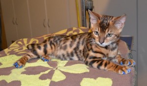 Syrus is a 14 week old Bengal kitten. He had his nails clipped and a full set of Blue Softpaw nail caps(Kitten size). Pampered by Kylies cat Grooming Services Also All Size Dogs.