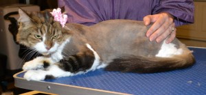 Valentina is a Long Hair Domestic. She had her matted fur shaved off, nails clipped, ears and eyes cleaned and a wash n blow dry. Pampered by Kylies Cat Grooming Services also all size dogs.
