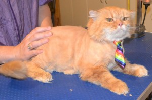 Huxley is a Persian. He had his fur shaved down, nails clipped, ears and eyes cleaned and a wash n blow dry. Pampered by Kylies Cat Grooming Services also all size dogs.