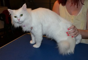 Daisy is a medium hair Domestic. She had her fur shaved down, nails clipped, ears cleaned a wash n blow dry and a full set of Hot Pink Softpaw nail caps. Pampered by Kylies Cat Grooming Services also all size dogs.