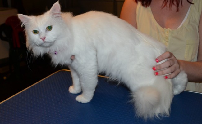 Daisy is a medium hair Domestic. She had her fur shaved down, nails clipped, ears cleaned a wash n blow dry and a full set of Hot Pink Softpaw nail caps.  Pampered by Kylies Cat Grooming Services also all size dogs.