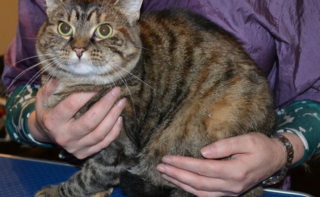 Lizzy is a Medium Hair Tabby. She had her nails clipped, fur shaved and her ears cleaned. Pampered by Kylies Cat Grooming Services also all size dogs.