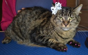 Mishca is a medium hair Domestic. She got Purple Softpaw nail caps. Pampered by Kylies Cat Grooming Services also all size dogs.
