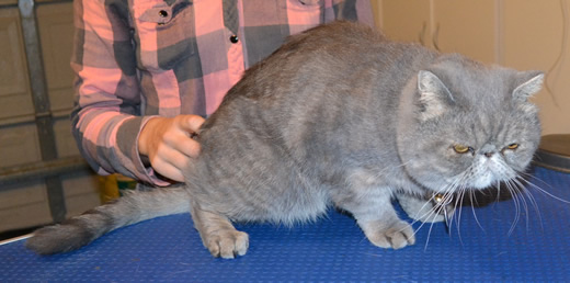 Harris is a Exotic Short Hair Persian. He had his fur shaved, nails clipped, ears and eyes cleaned and a wash n blow dry. Pampered by Kylies Cat Grooming Services also all size dogs.