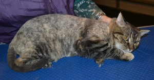 Lizzy is a Medium Hair Tabby. She had her nails clipped, fur shaved and her ears cleaned. Pampered by Kylies Cat Grooming Services also all size dogs.