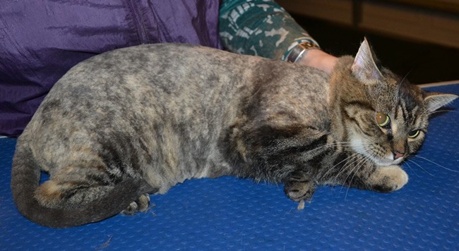 Lizzy is a Medium Hair Tabby. She had her nails clipped, fur shaved and her ears cleaned. Pampered by Kylies Cat Grooming Services also all size dogs.