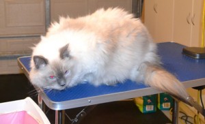 Steve is a 15 month old Ragdoll. He had his matted fur shaved off, nails clipped, ears cleaned and a wash n blow dry. Pampered by Kylies Cat Grooming Services also all size dogs.