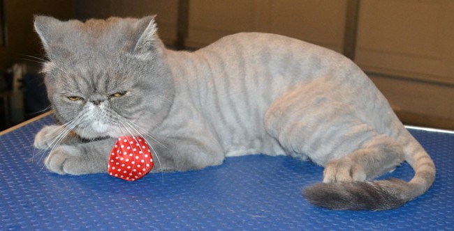 Harris is a Exotic Short Hair Persian. He had his fur shaved, nails clipped, ears and eyes cleaned and a wash n blow dry. Pampered by Kylies Cat Grooming Services also all size dogs.